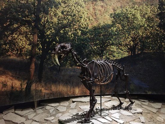 Museum of Paleontology Guadalajara